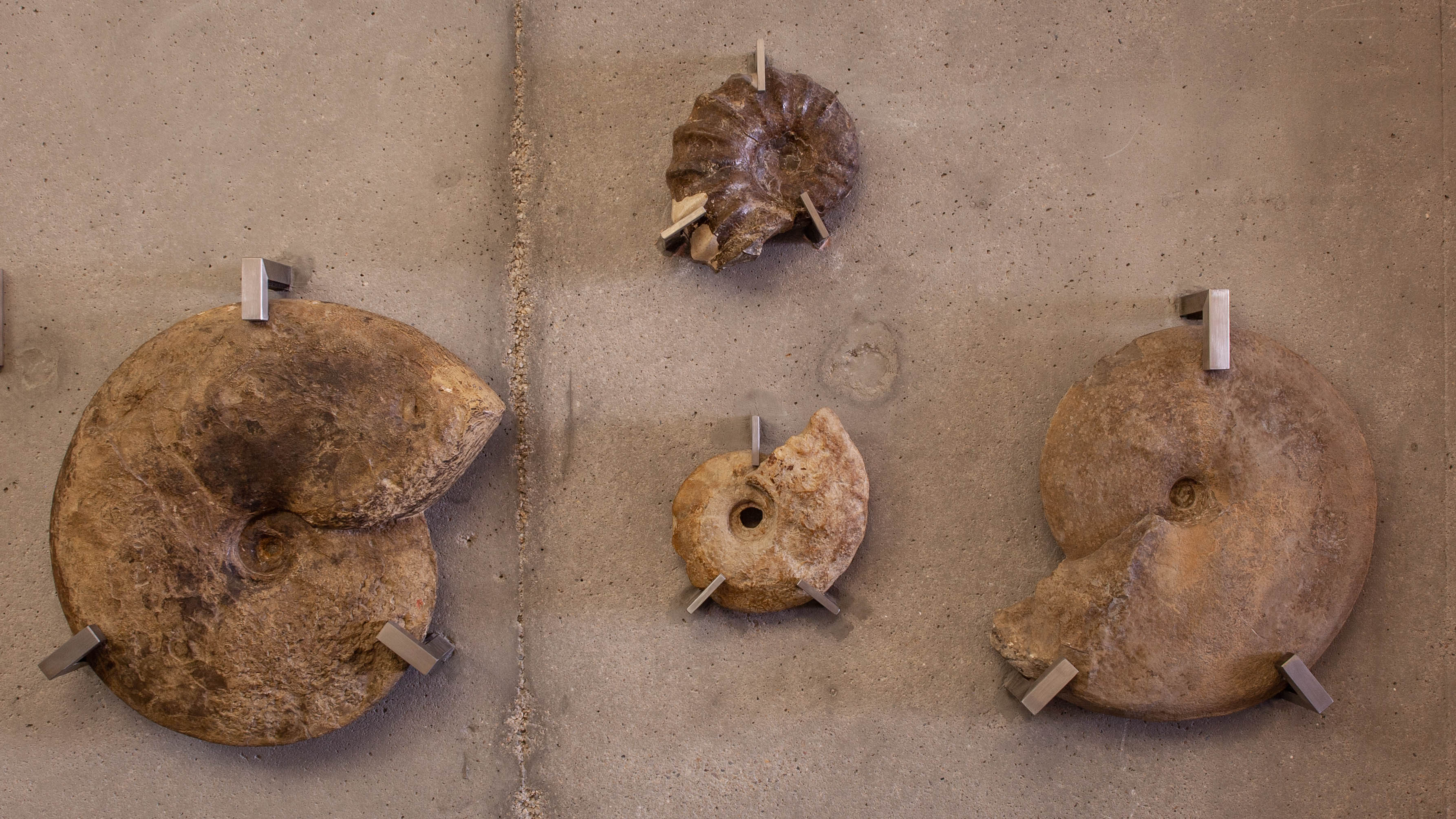 #40: Cephalopods: Ammonites, Marine Sedimentary; Utah