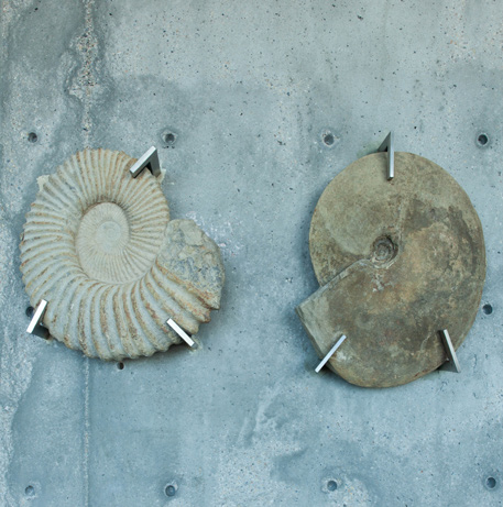 #50: Cephalopods: Ammonites, Marine Sedimentary; Utah